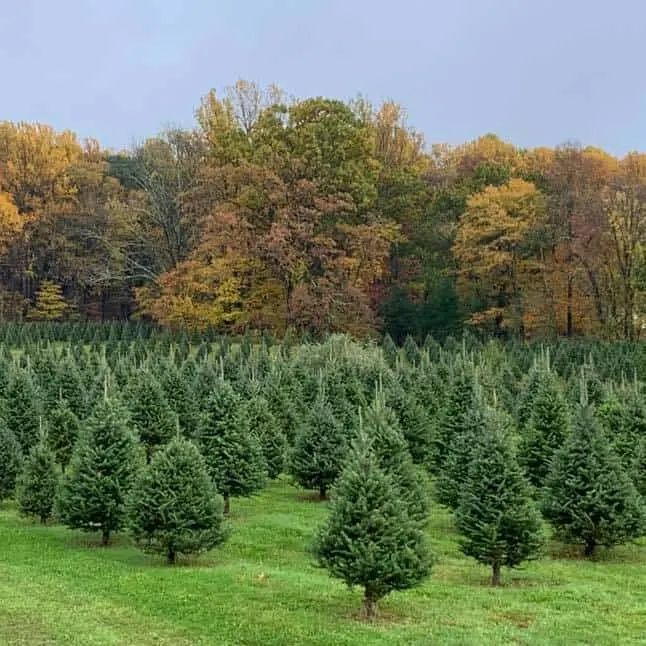 Here's Where To Find The Best Christmas Tree Farms in NJ 1