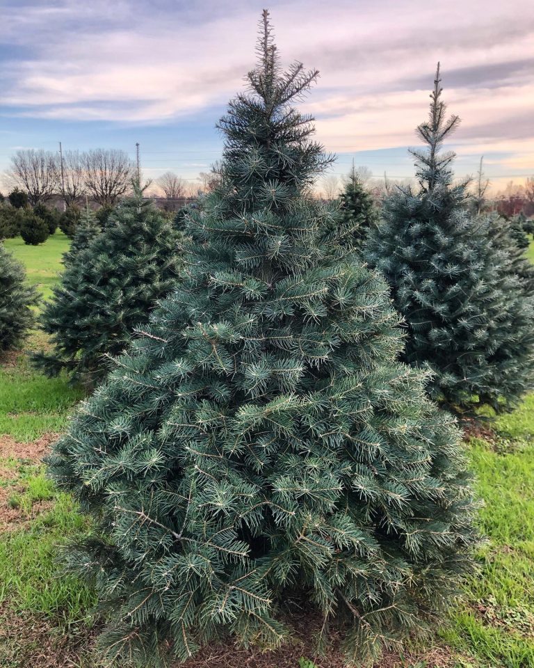 Here's Where To Find The Best Christmas Tree Farms in NJ 2