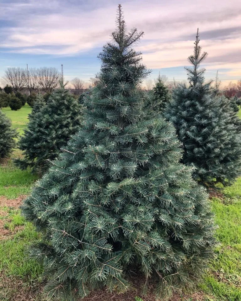 Here's Where To Find The Best Christmas Tree Farms in NJ 2