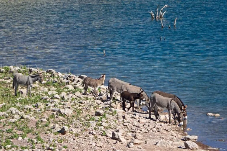 burros drinking from Lake Pleasant