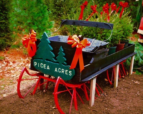 Picea Acres Christmas Tree Farm