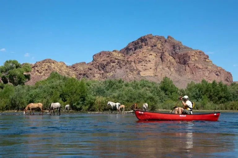 the Salt River is a great day trip from Phoenix