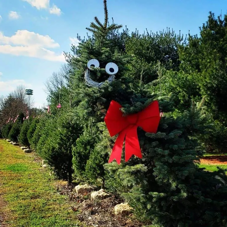 Spruce Goose CHristmas Tree Farm in New Jersey