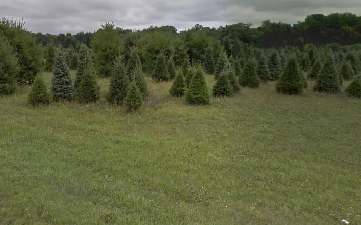 Stimpson's Tree Farm 