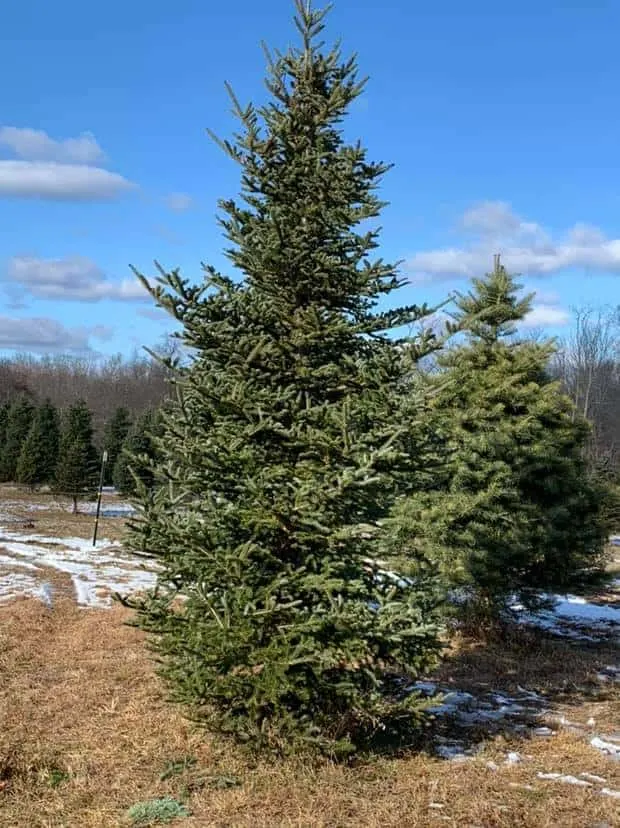 Sunset Christmas Tree Farm in New Jersey