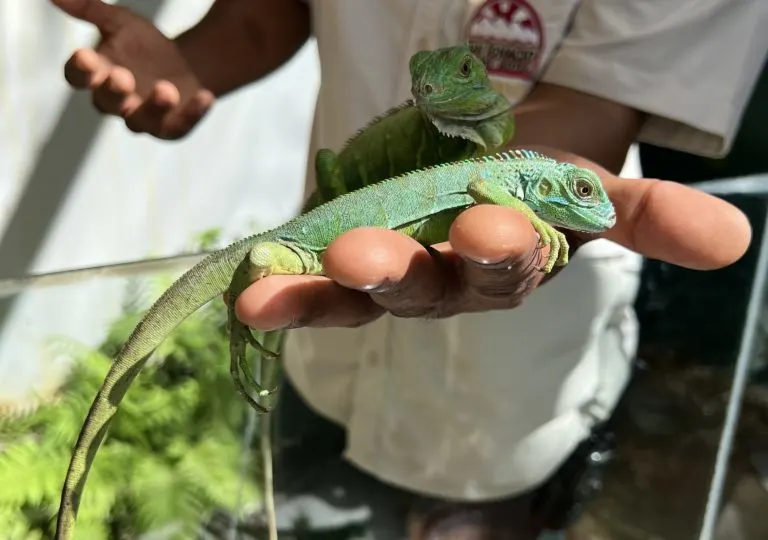 things to do in Belize Green Iguana Conservation Project