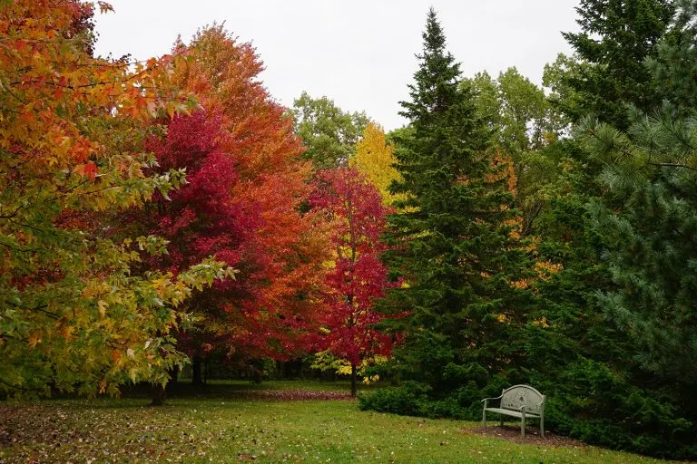 Fall color in the UW-Madison Arboretum