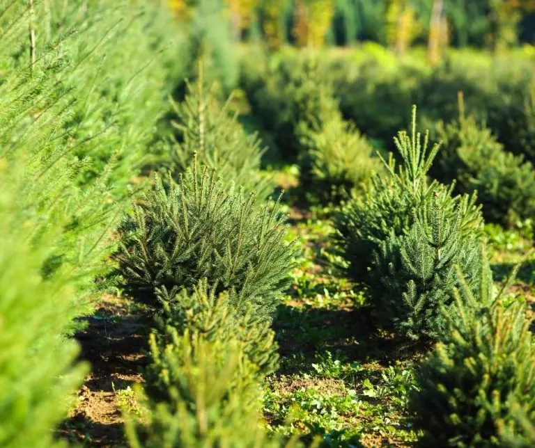 Chirstmas tree farms in New Jersey
