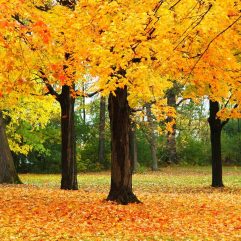 Wisconsin Fall Colors- 14 Spots to Enjoy Wisconsin Fall Foliage