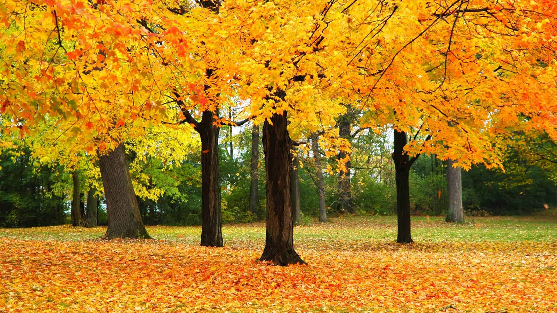 Wisconsin Fall Colors 14 Top Spots for Epic Fall Foliage