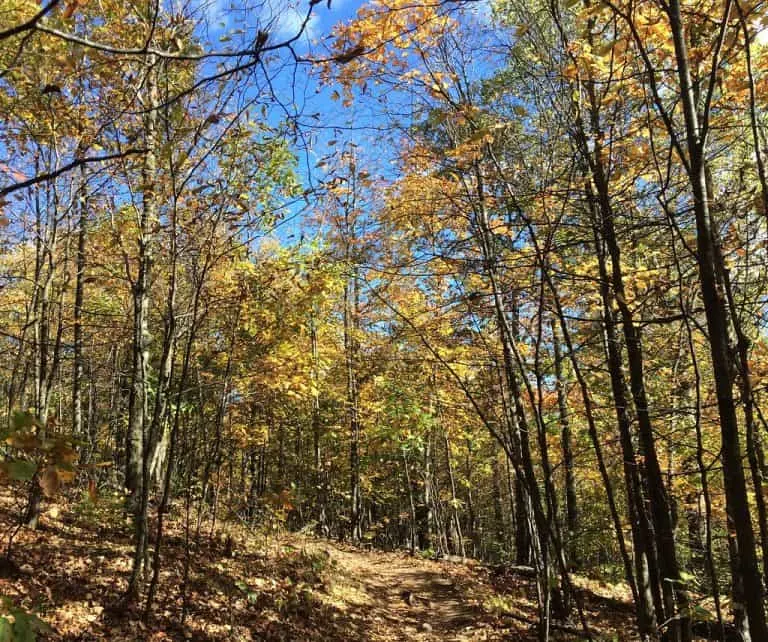 Chequamegon-Nicolet National Forest Wisconsin fall colors