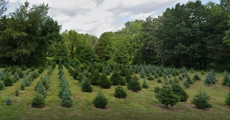 Here's Where To Find The Best Christmas Tree Farms in NJ 3