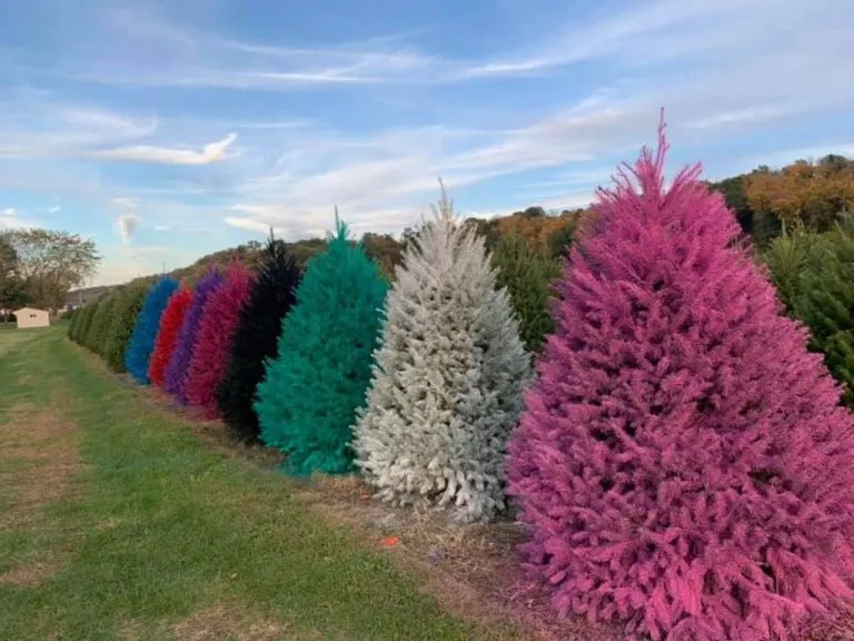Colored Trees at Wyckoff's Christmas Tree Farm