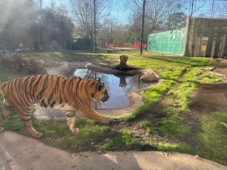 Baton Rouge Zoo is one of the best things to do in Baton Rouge with kids