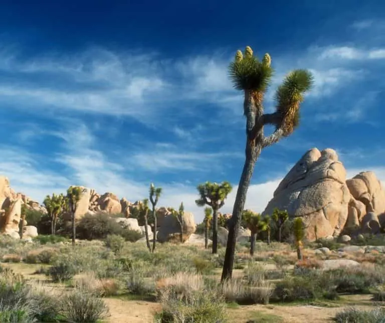 The best time to visit Joshua Tree with kids is spring