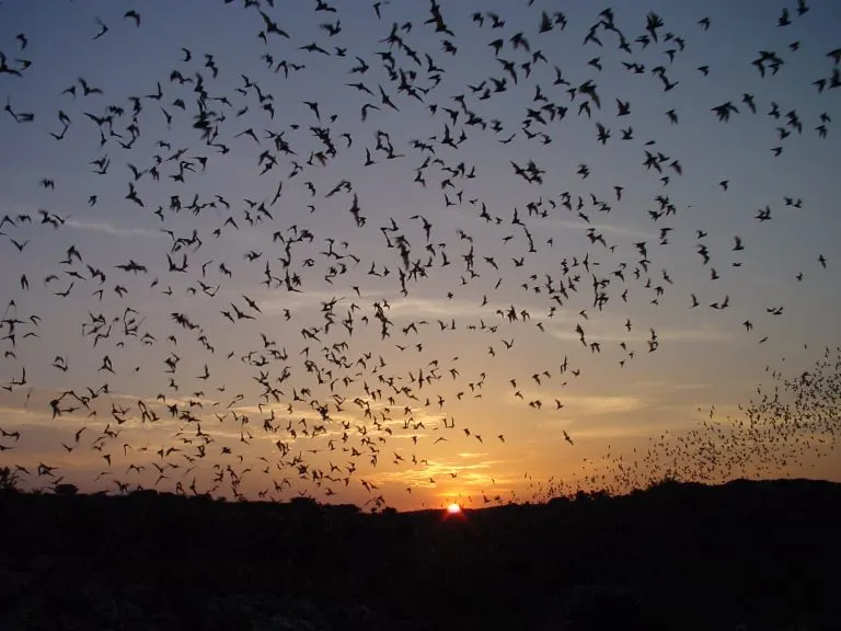 Carlsbad Caverns bats