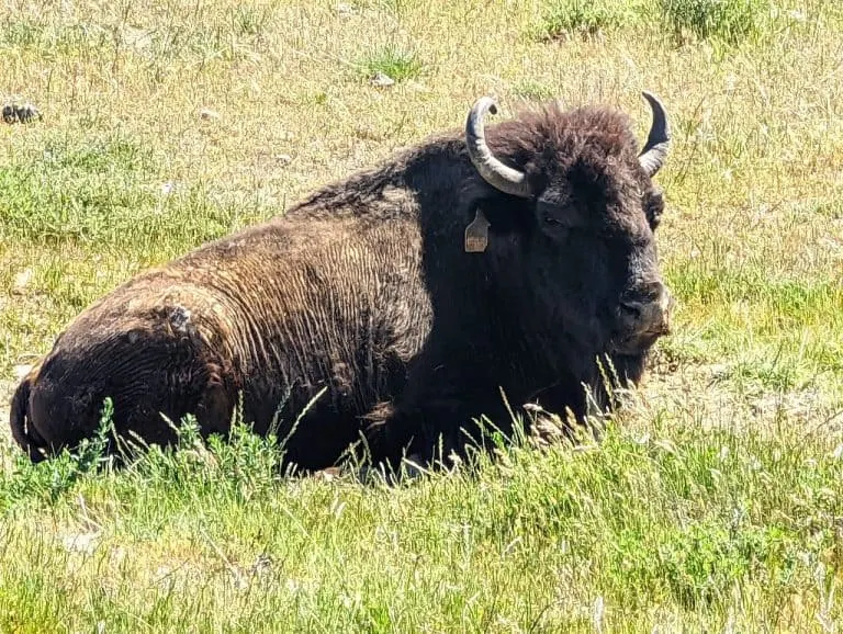 Catalina Island Bison