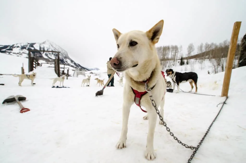 Dog Sledding in Colorado: 10 Great Places to Experience This Fun Winter Sport 1