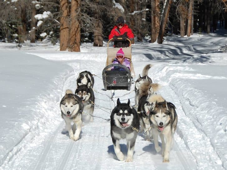 Dog Sledding in Colorado: 10 Great Places to Experience This Fun Winter Sport
