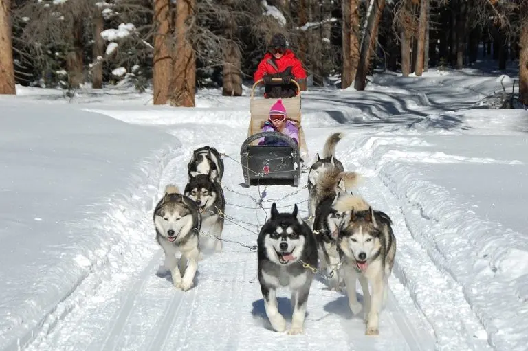 dog sledding in Breckenridge