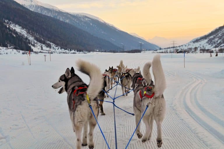 Dog sledding in Colorado can be found in Steamboat Springs
