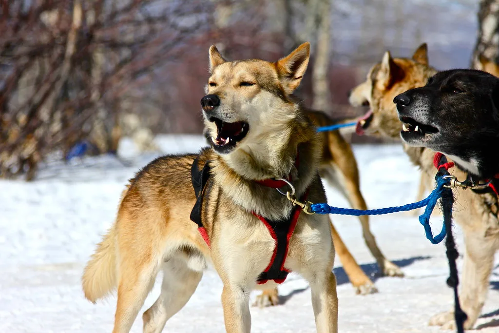 Dog Sledding in Colorado: 10 Great Places to Experience This Fun Winter Sport 3