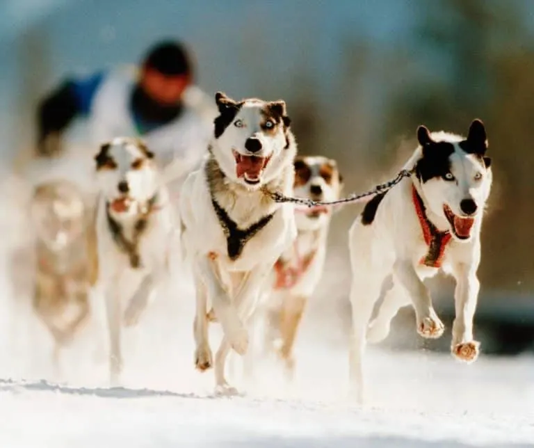 Dog sled races in Michigan