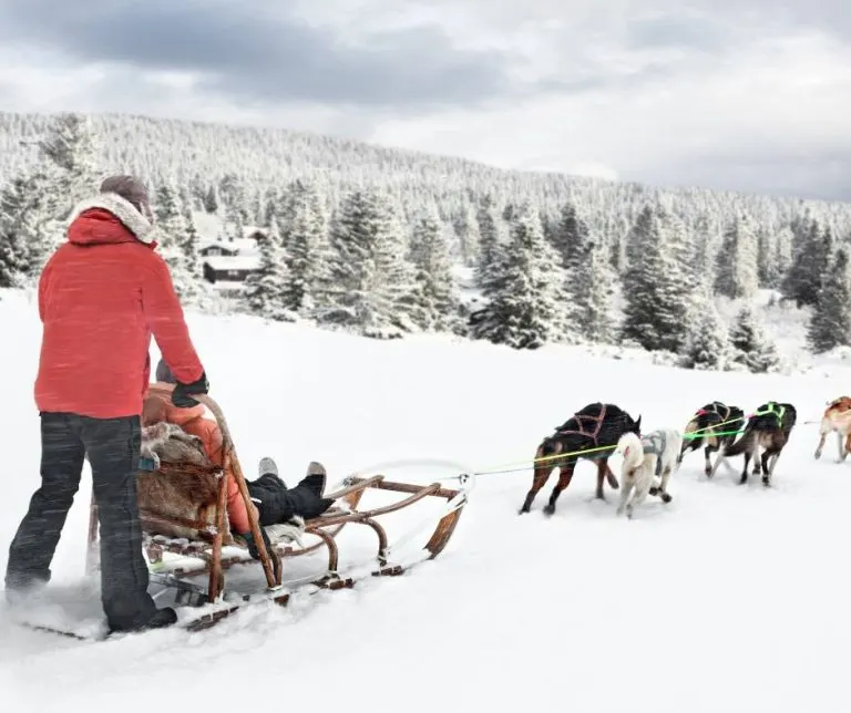 dog sledding in Colorado