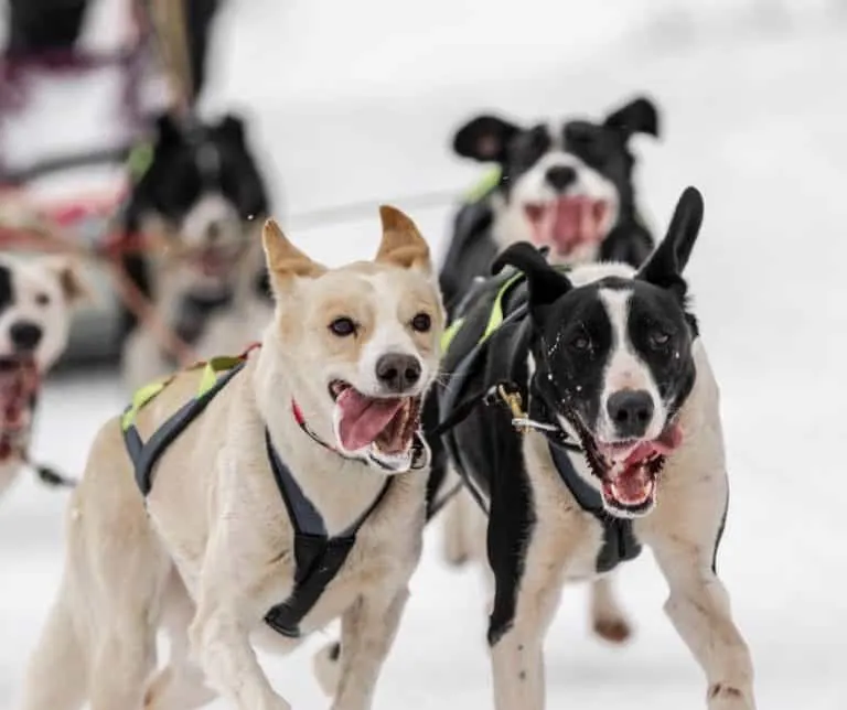 dog sledding in Colorado is great fun