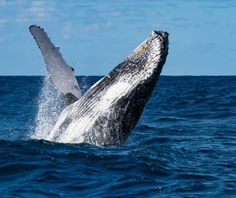 Humpback whale watching