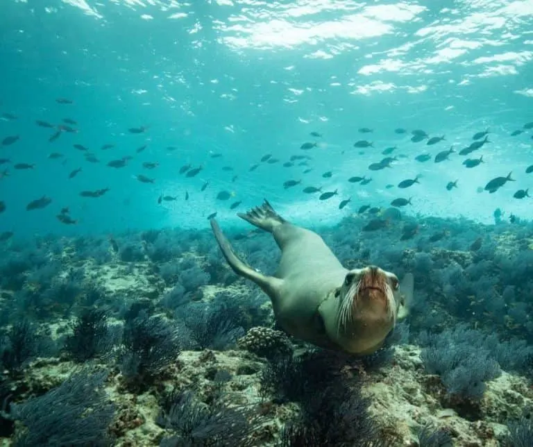 Swim with sea lions in La Paz