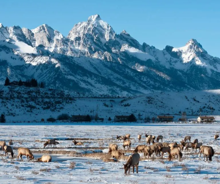 take a relaxing vacation in Jackson Hole