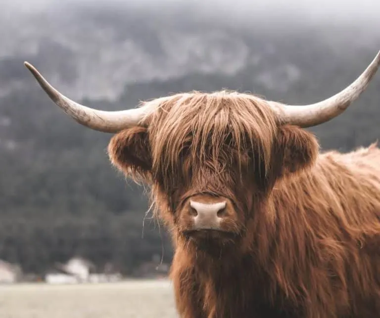 Scottish highland cow