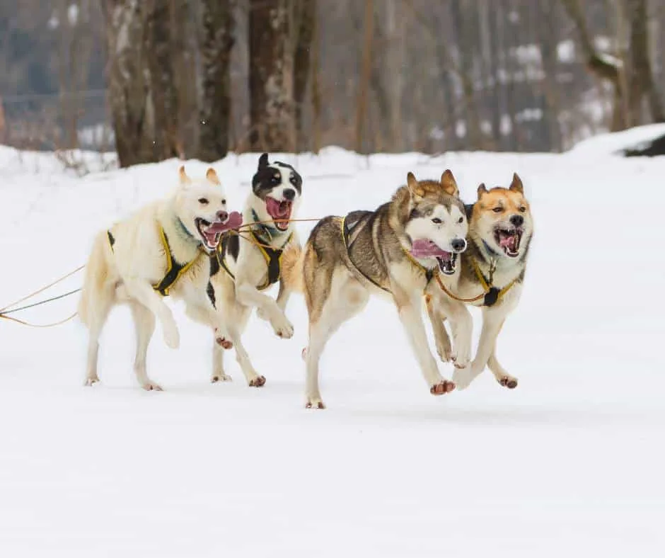 Sled dogs