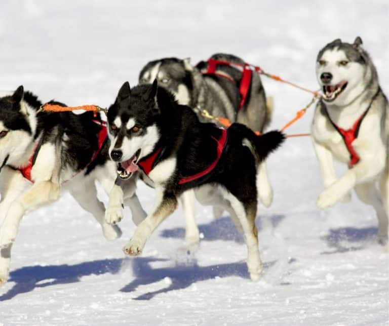 Dog sled