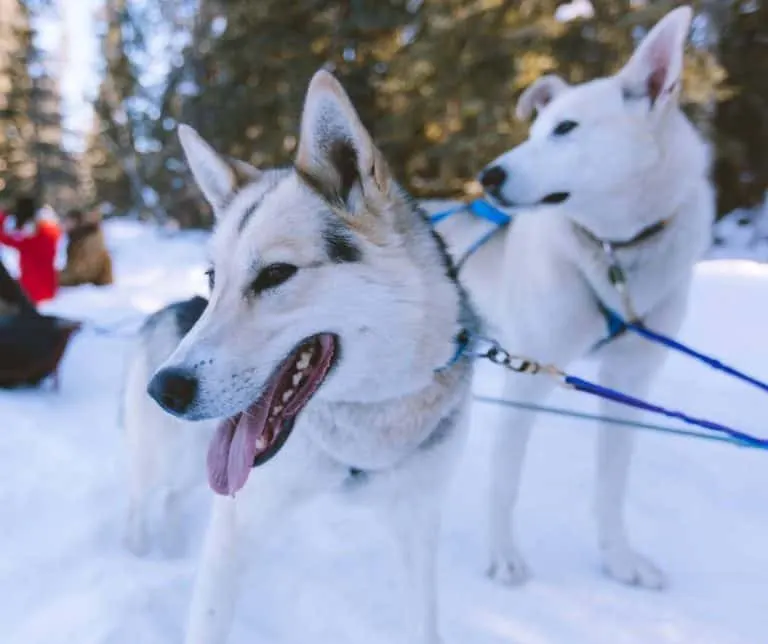 Sledding dogs 