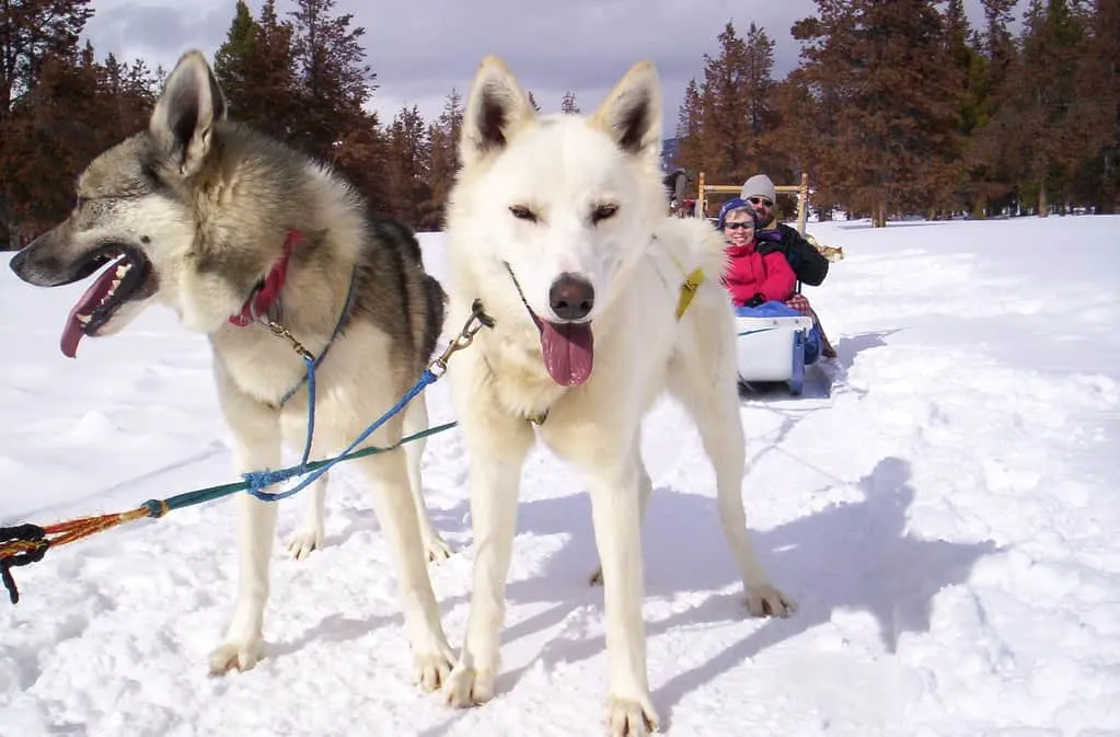 Dog Sledding in Colorado: 10 Great Places to Experience This Fun Winter Sport 4