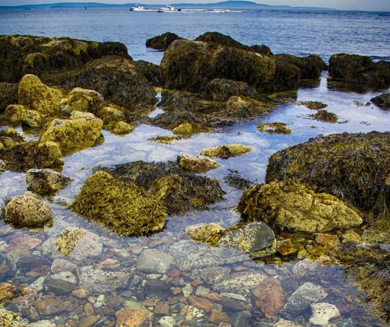 tide pools next to the ocean