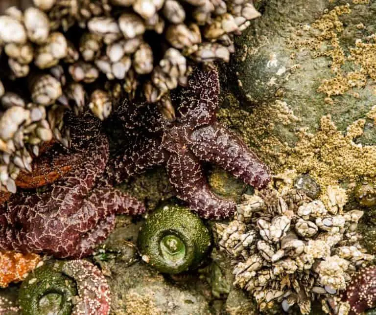 tide pools starfish