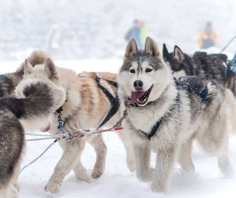 Dog Sledding in Colorado: 10 Great Places to Experience This Fun Winter Sport 2