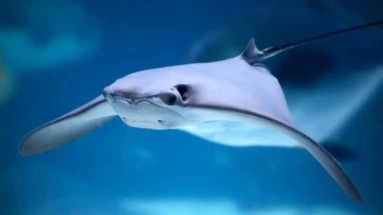 Stingray at the Blue Zoo in Baton Rouge