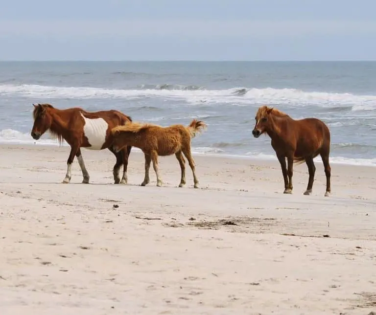 Assateague Island National Seashore is one of the great places to enjoy a Virginia Family vacation