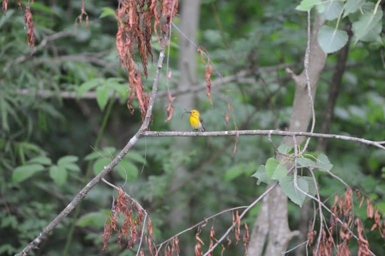 Prothonotary Warbler at Atchafalaya 