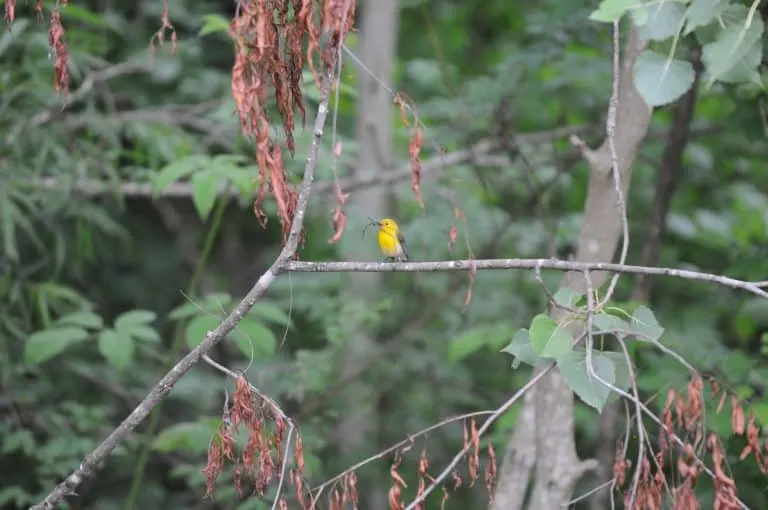9 Amazing Day Trips from Baton Rouge 2 Prothonotary Warbler at Atchafalaya