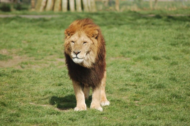 Blair Drummond Safari Park Lion