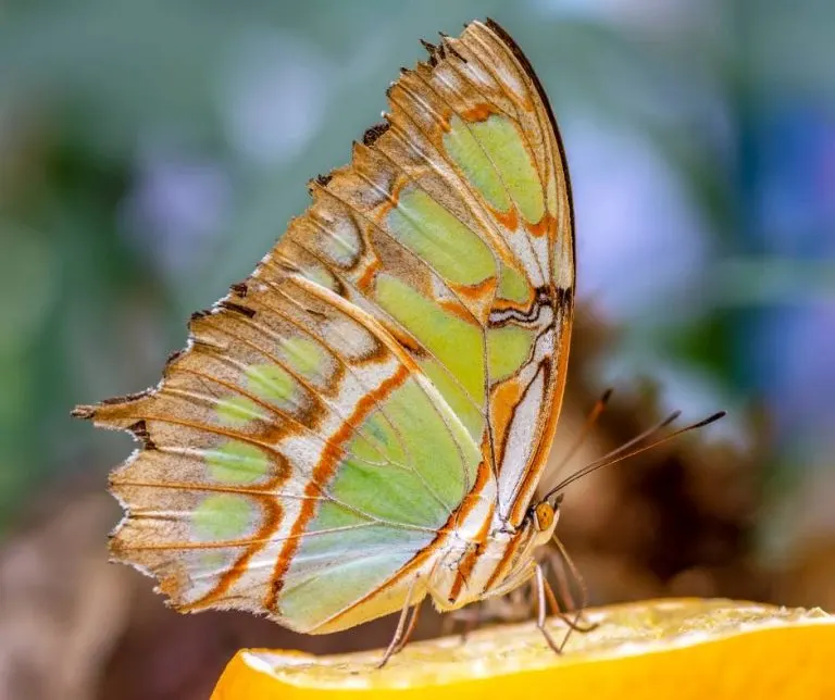 butterfly house in Sioux Falls