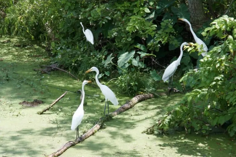 9 Amazing Day Trips from Baton Rouge 9 Egrets at Avery Island