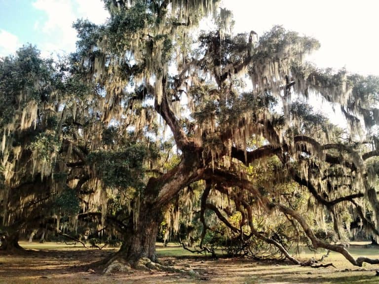 Fontainebleau State Park