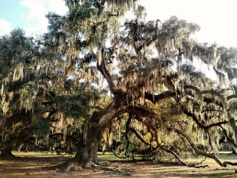 9 Amazing Day Trips from Baton Rouge 5 Fontainebleau State Park