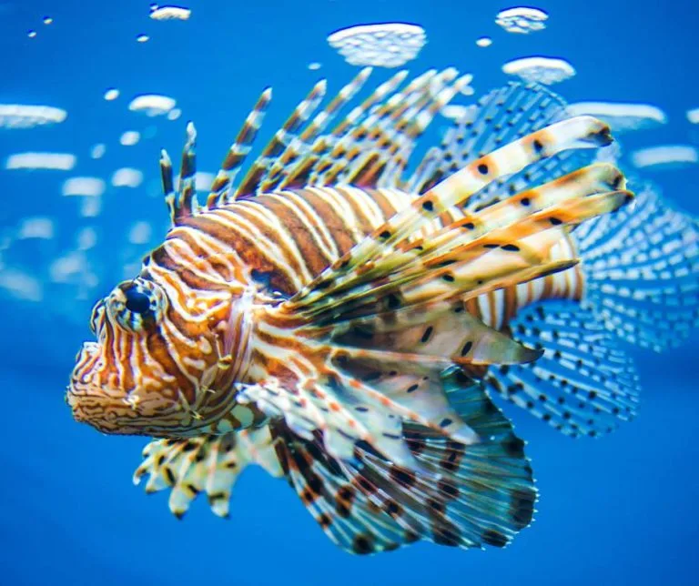 lionfish